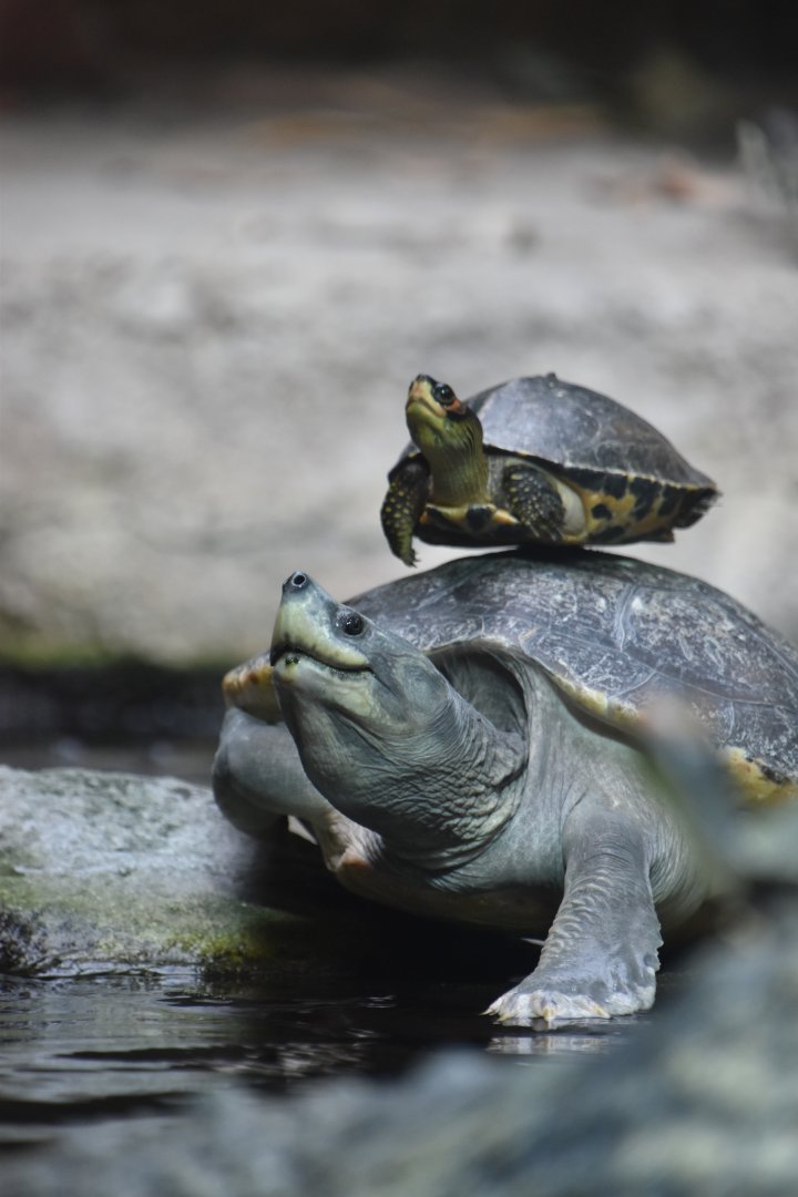 Northern river terrapin and balanced Indian roofed turtle