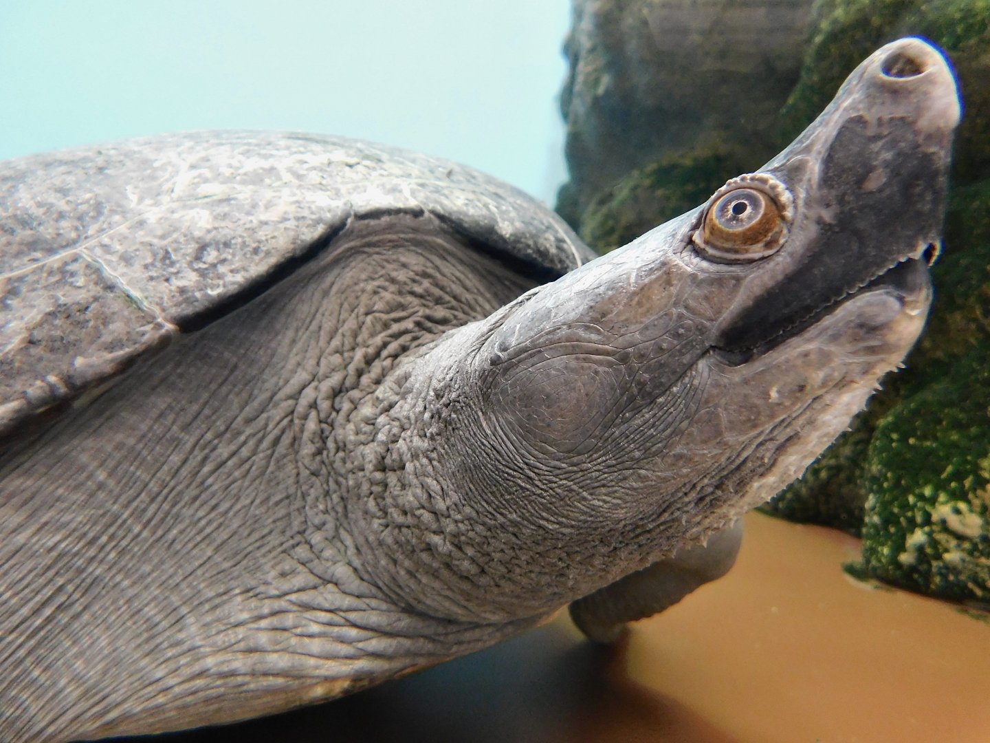 Northern River Terrapin (Batagur baska) March 22, 2025