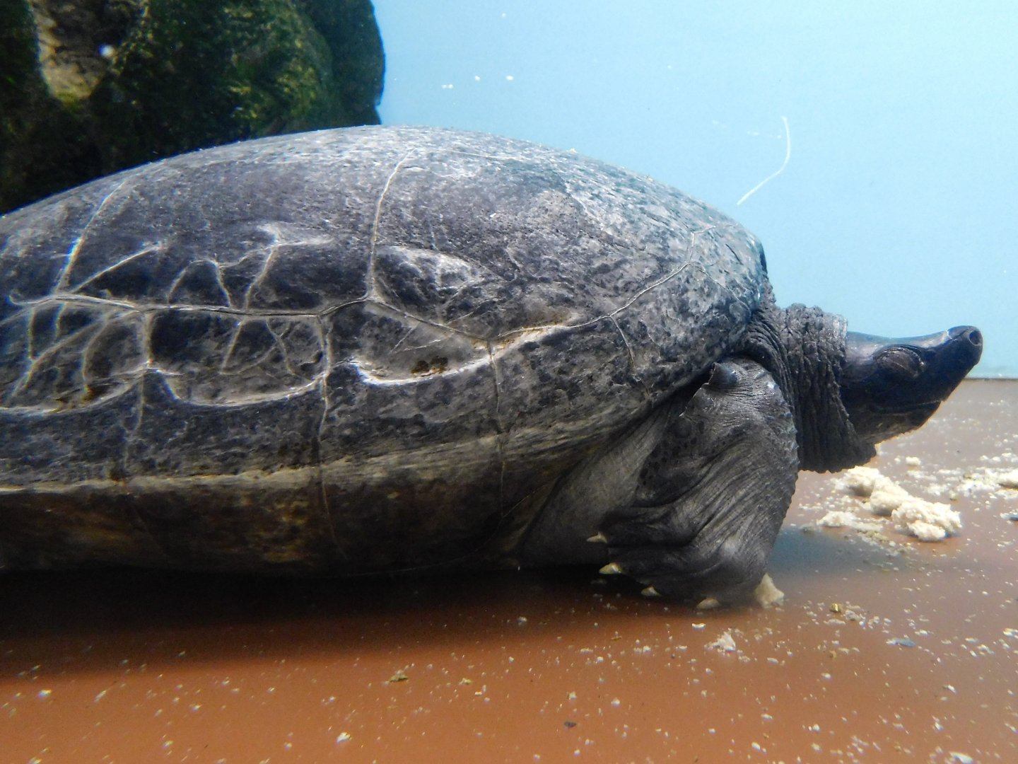 Northern River Terrapin (Batagur baska) October 11, 2025