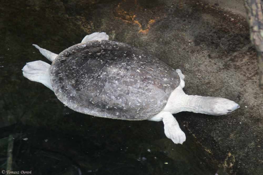 Northern river terrapin (Batagur baska)
