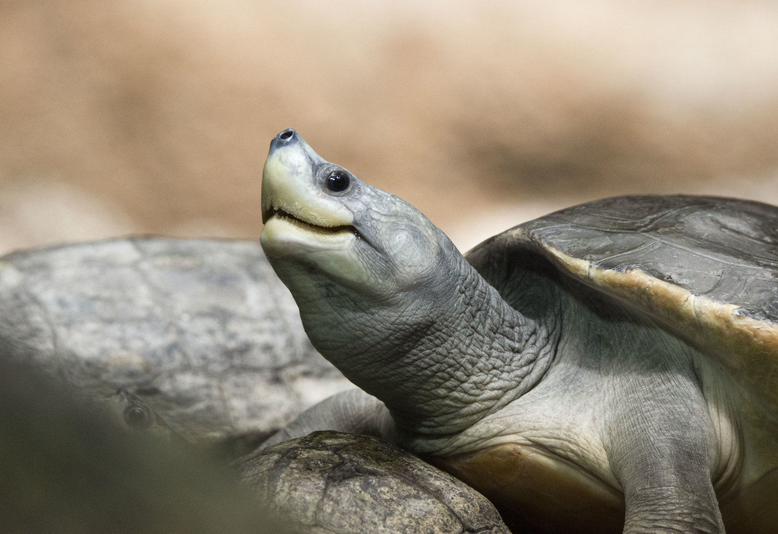 Northern river terrapin (Batagur baska)