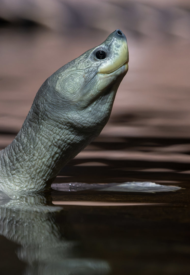 Northern river terrapin (Batagur baska)