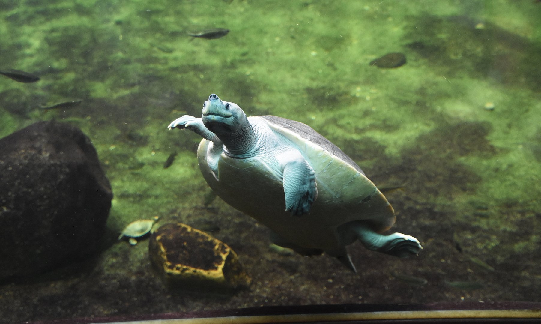 Northern river terrapin, Batagur baska