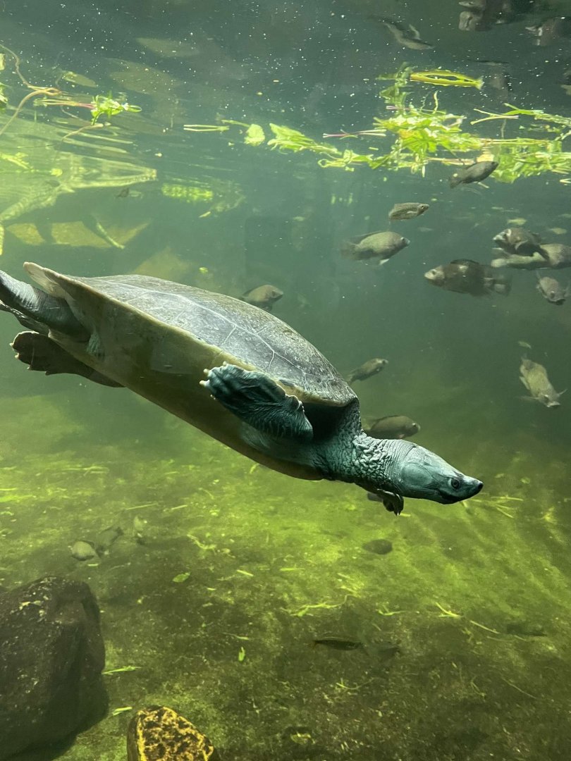Northern River Terrapin (Batagur baska)