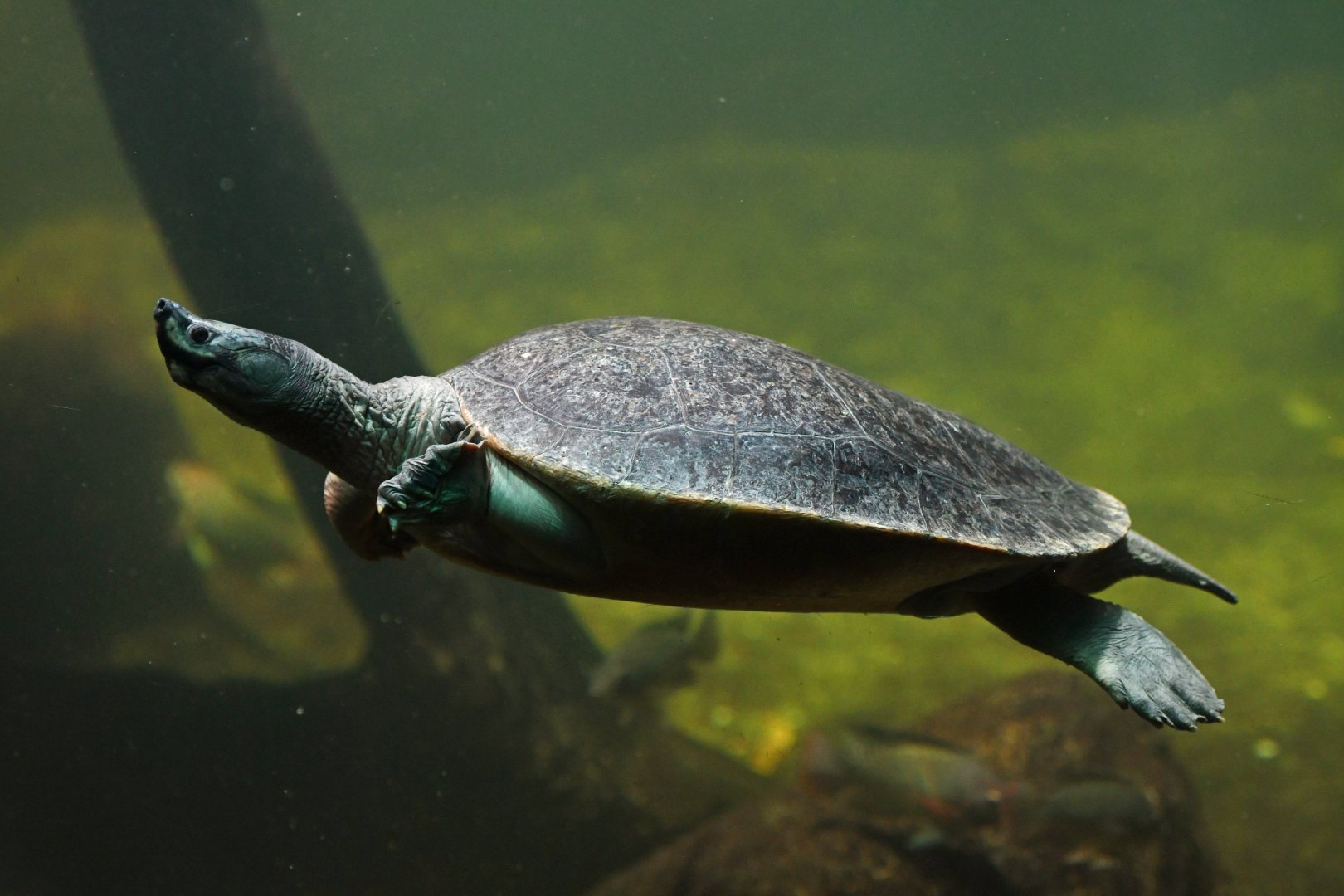 Northern river terrapin Batagur baska