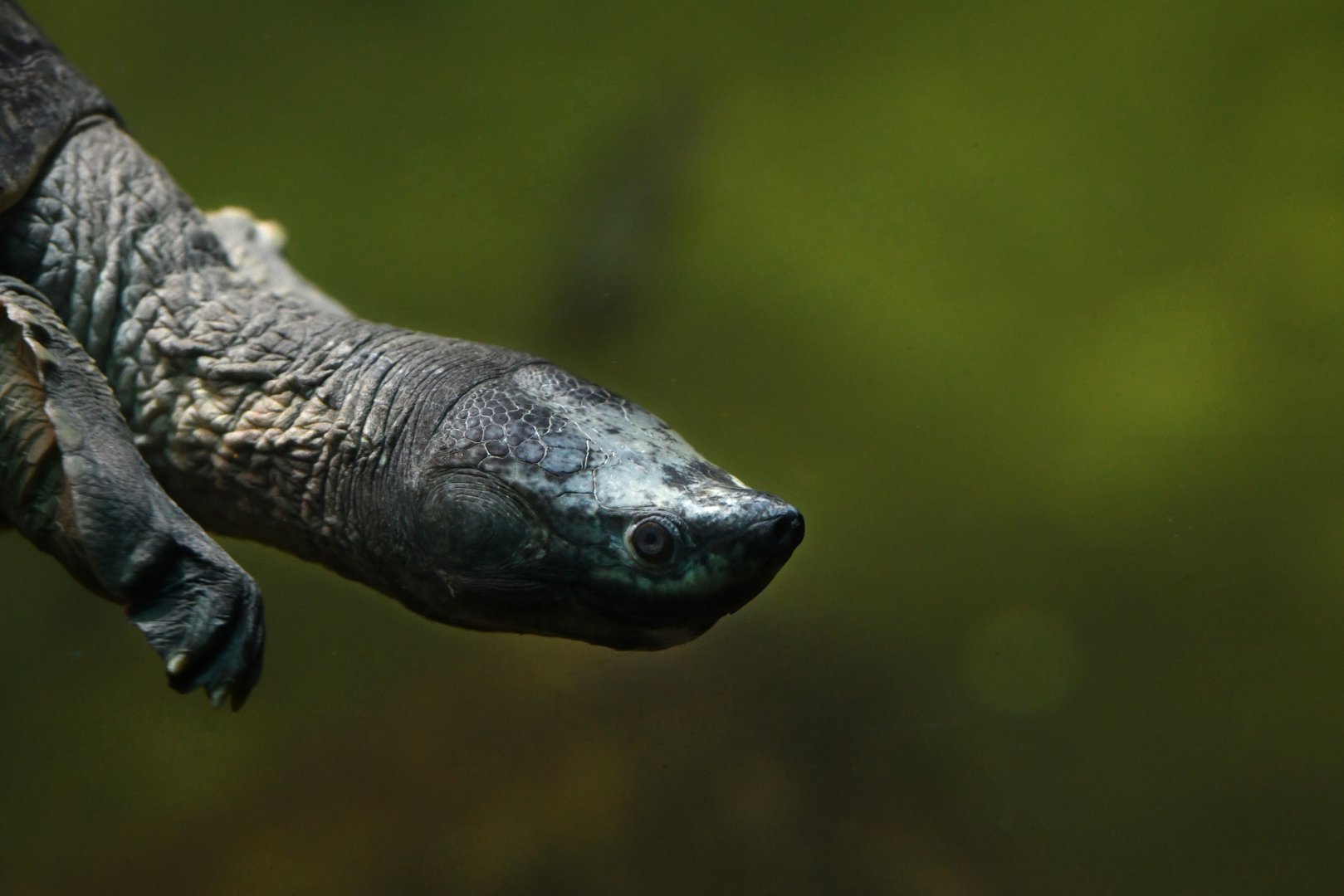 Northern river terrapin Batagur baska
