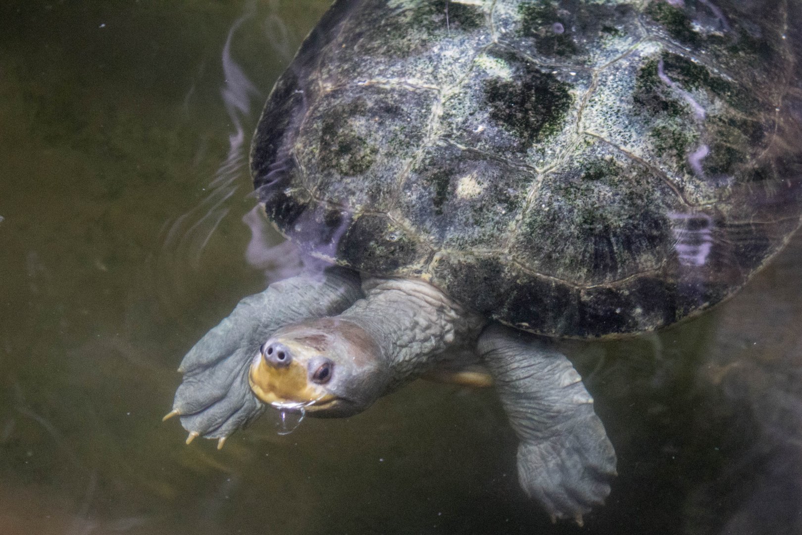 Northern river terrapin