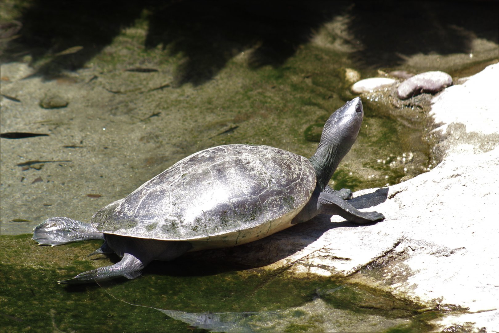 Northern River Terrapin