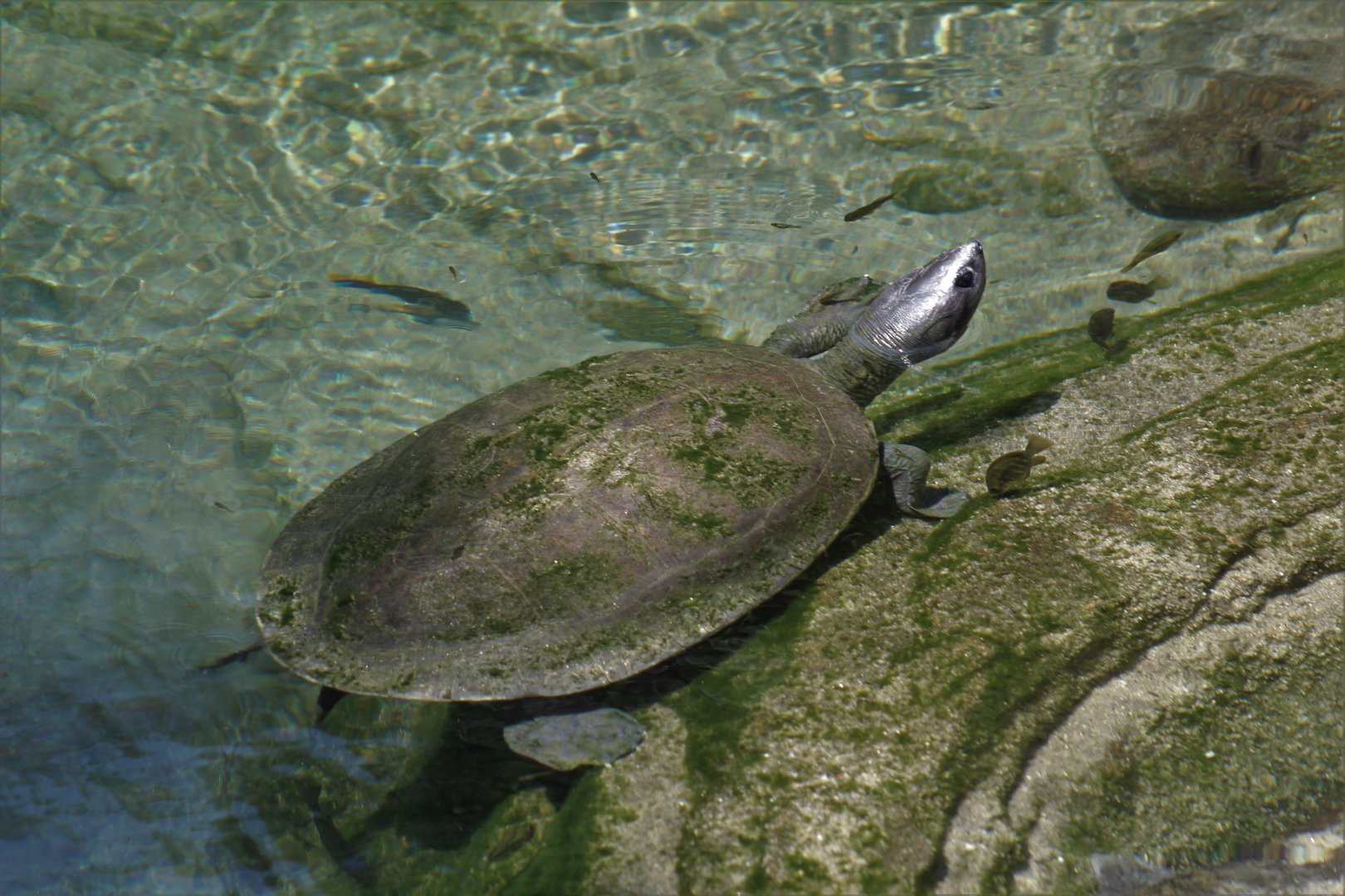 Northern River Terrapin