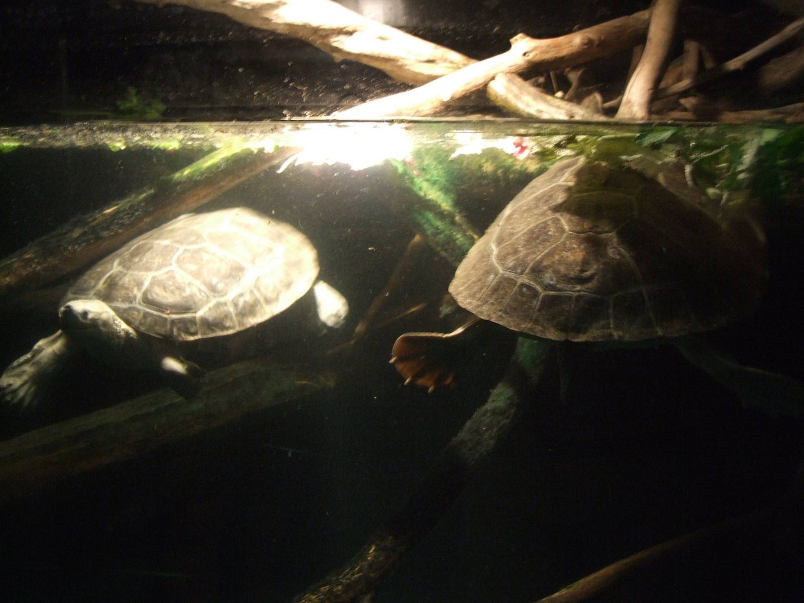 Northern River Terrapins at Vienna, 14/06/13