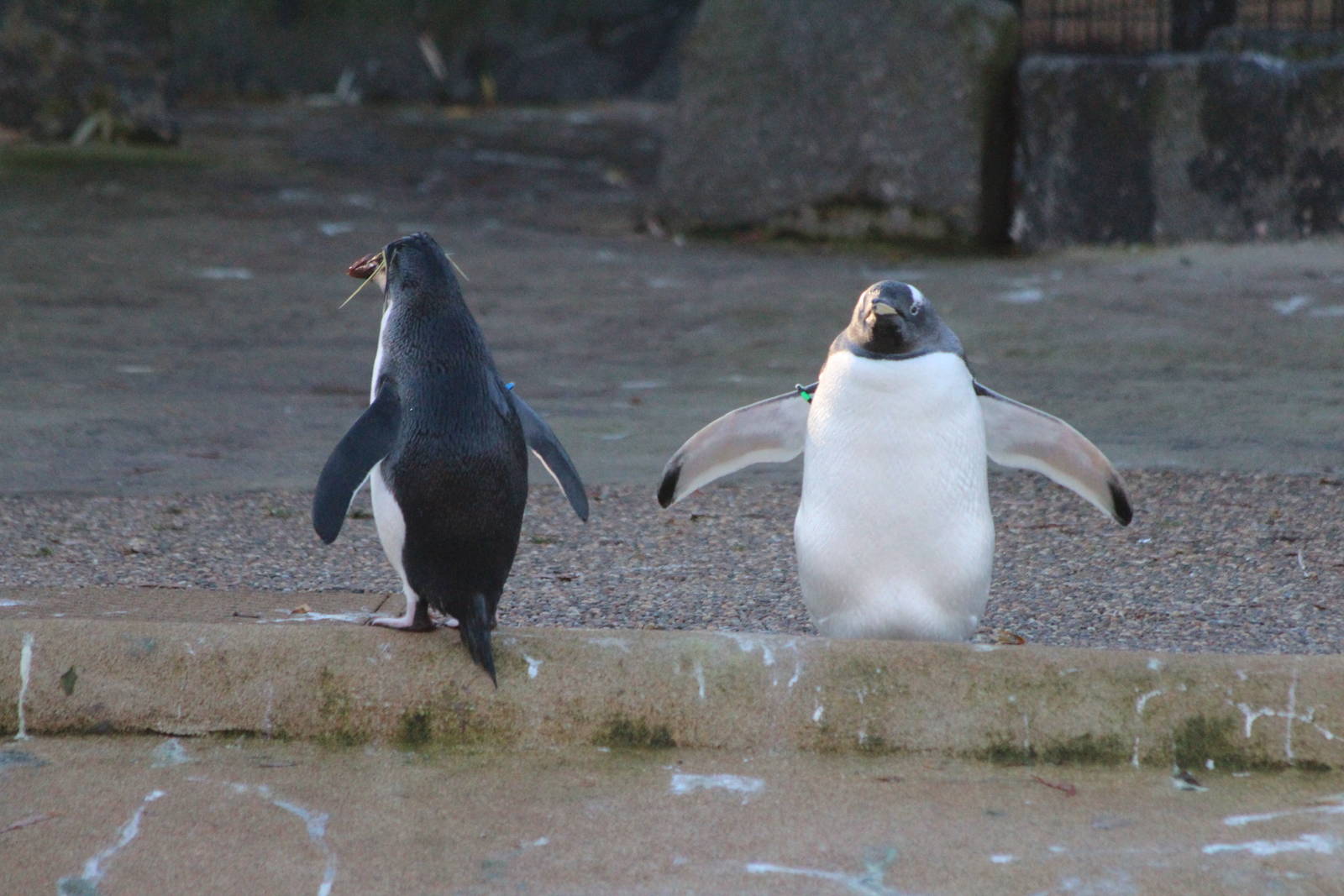 Northern Rockhopper and Gentoo Penguins