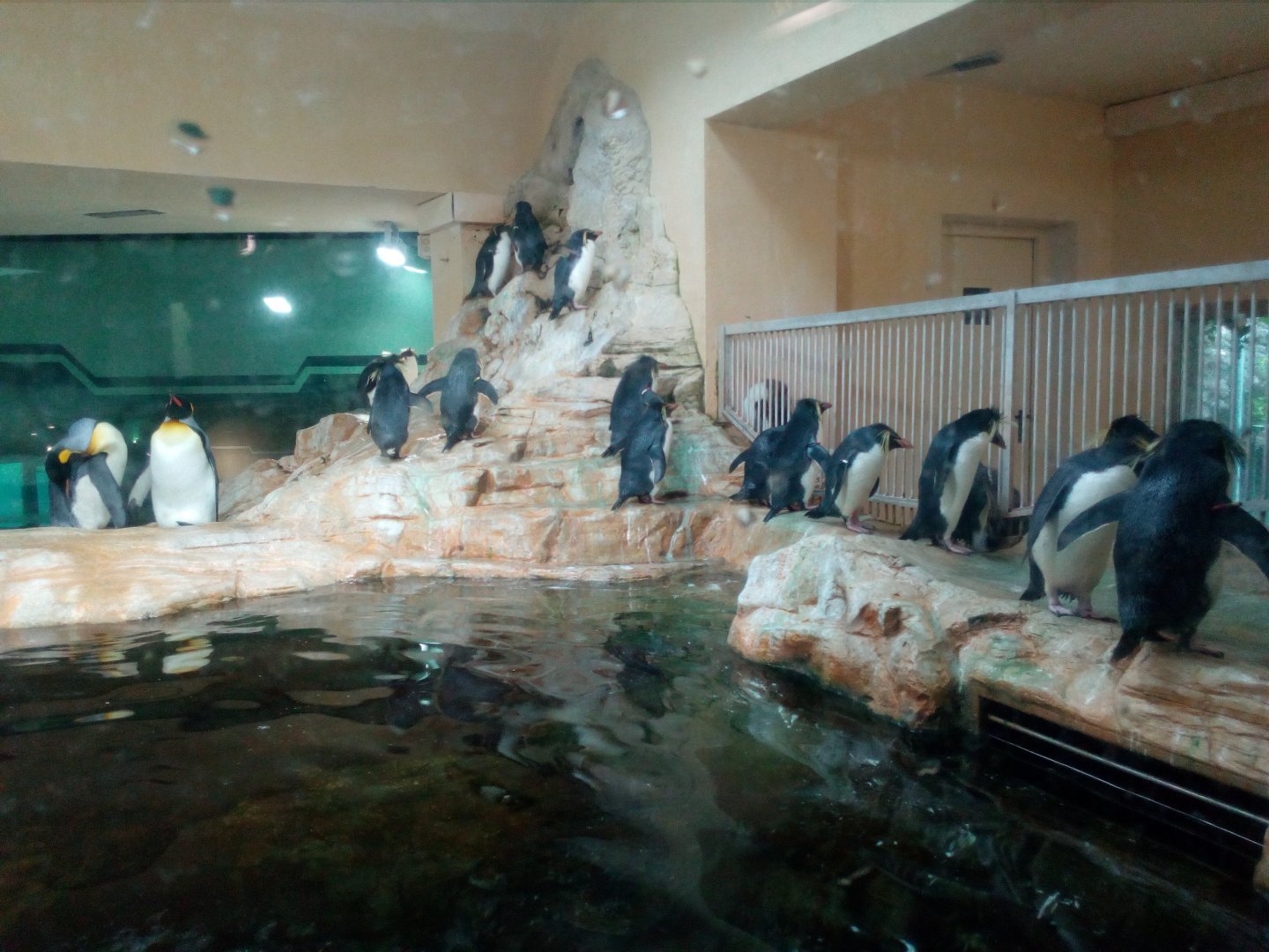 Northern rockhopper and king penguins