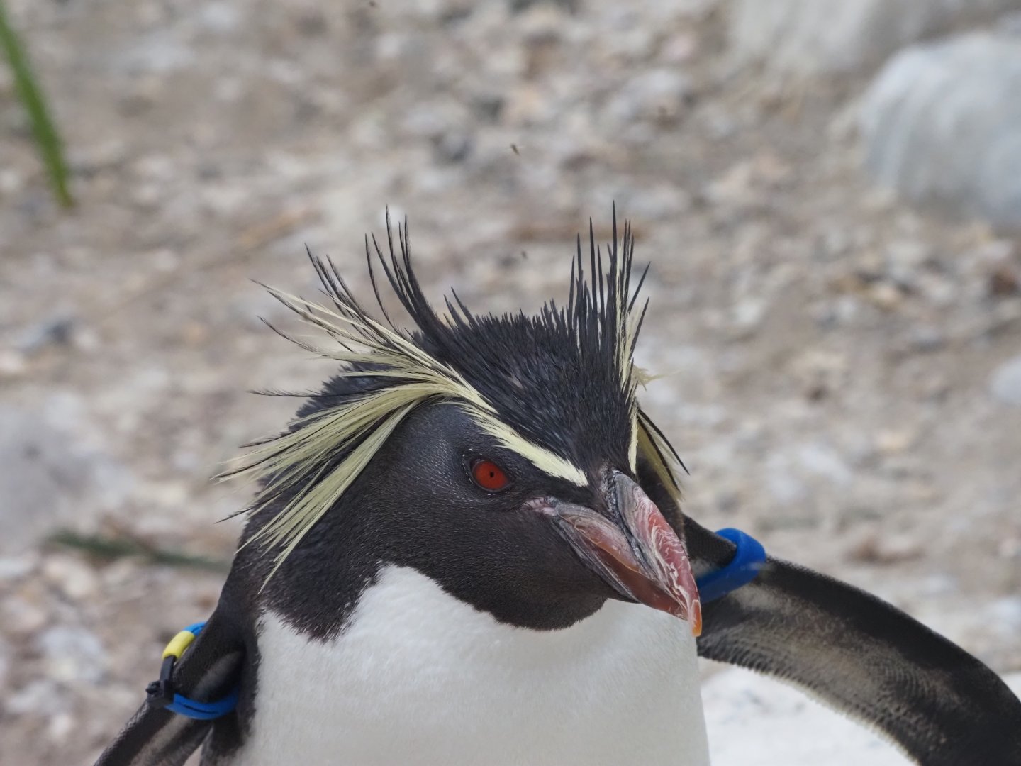 Northern Rockhopper Penguin 1