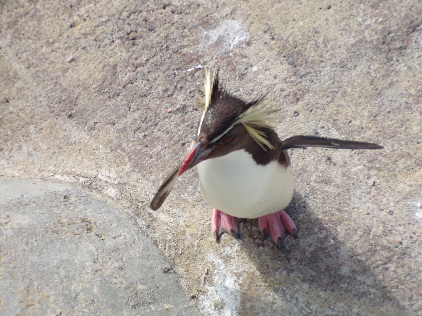 Northern rockhopper penguin 19.7.23