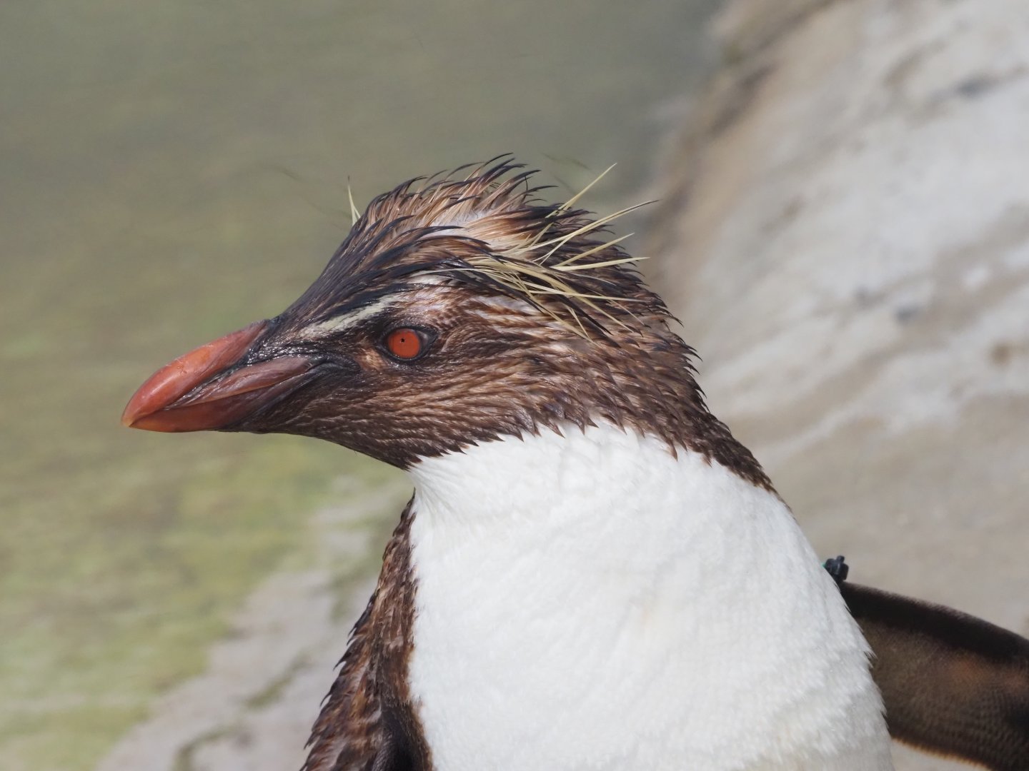 Northern Rockhopper Penguin 2