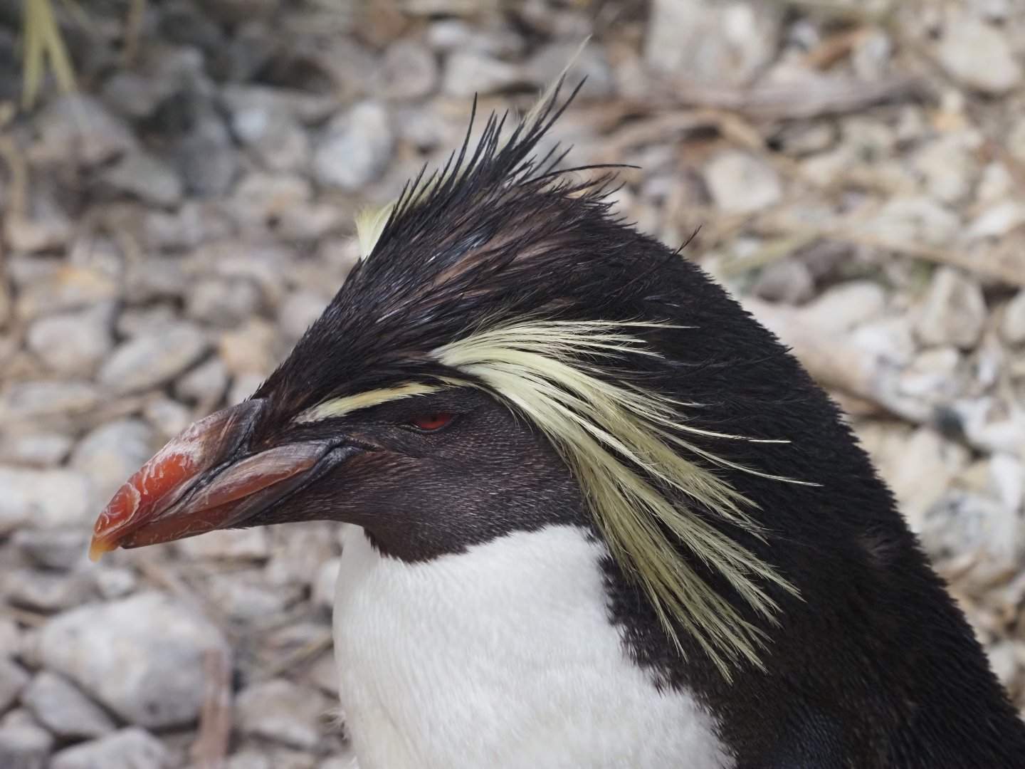 Northern Rockhopper Penguin 3
