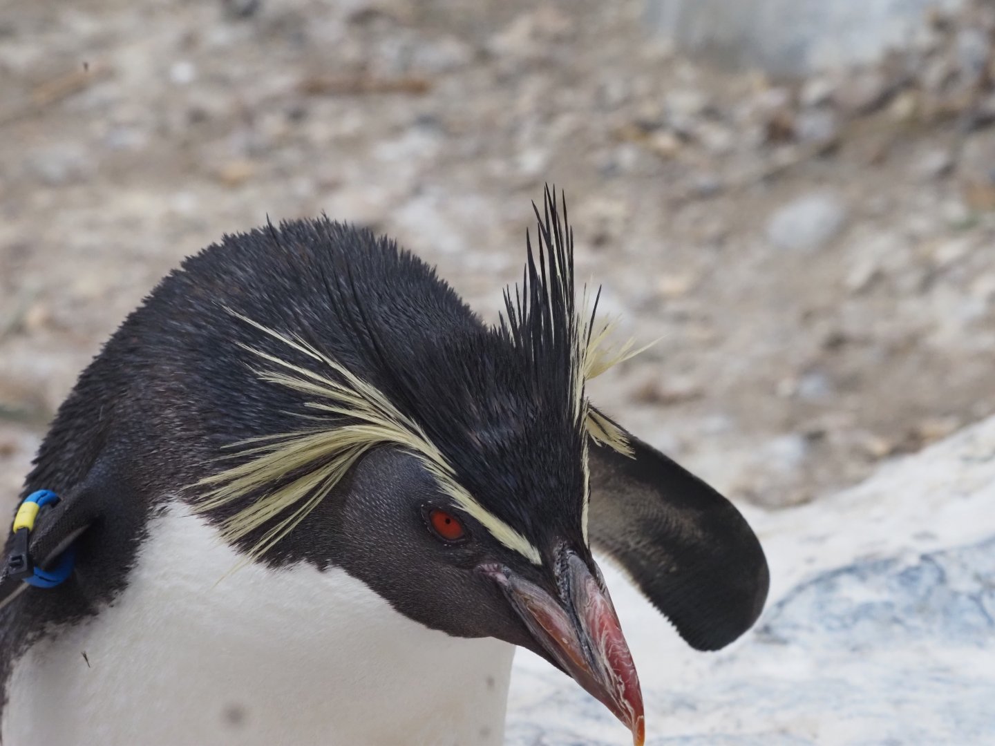 Northern Rockhopper Penguin 4
