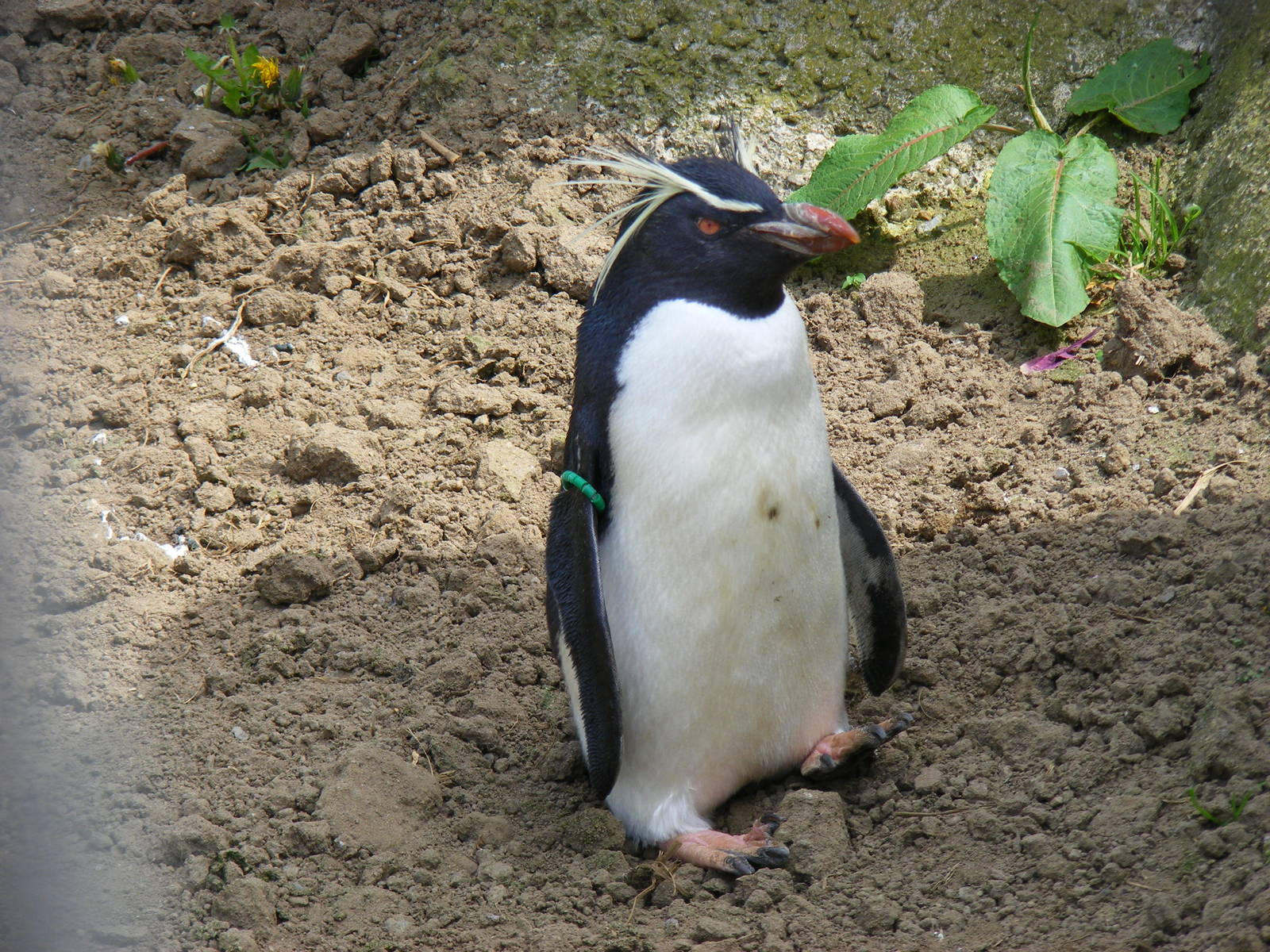 Northern rockhopper penguin at Edinburgh Zoo, 21 May 2010