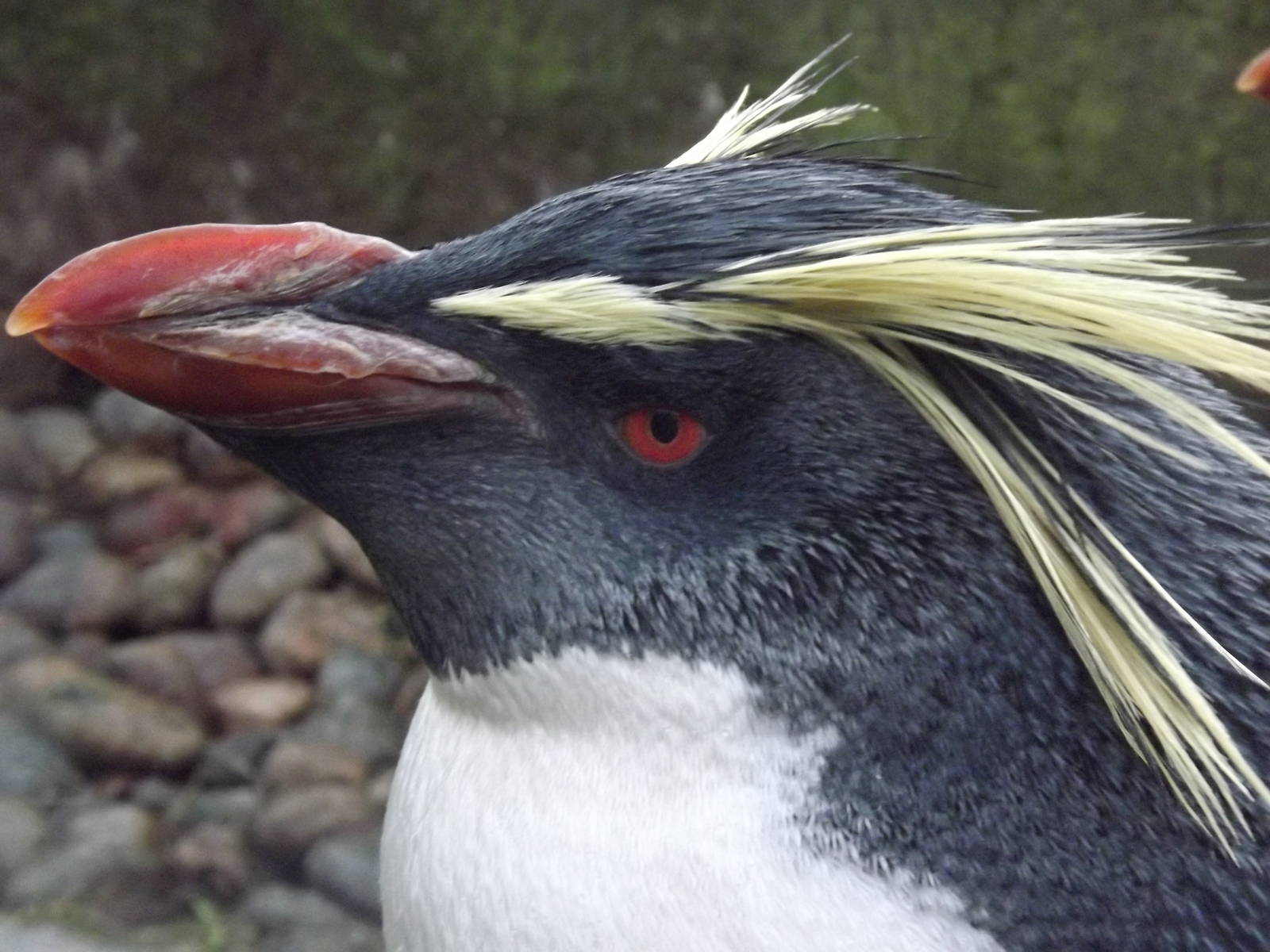 Northern rockhopper penguin at Edinburgh Zoo 28/12/11