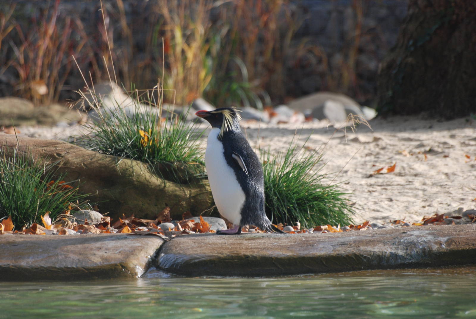 Northern Rockhopper Penguin at London, 16/11/11