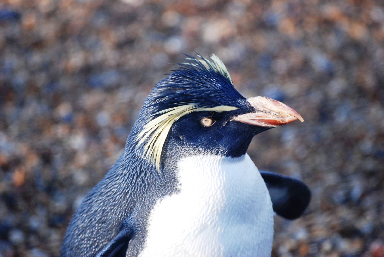 Northern Rockhopper Penguin at Whipsnade, 07/12/12