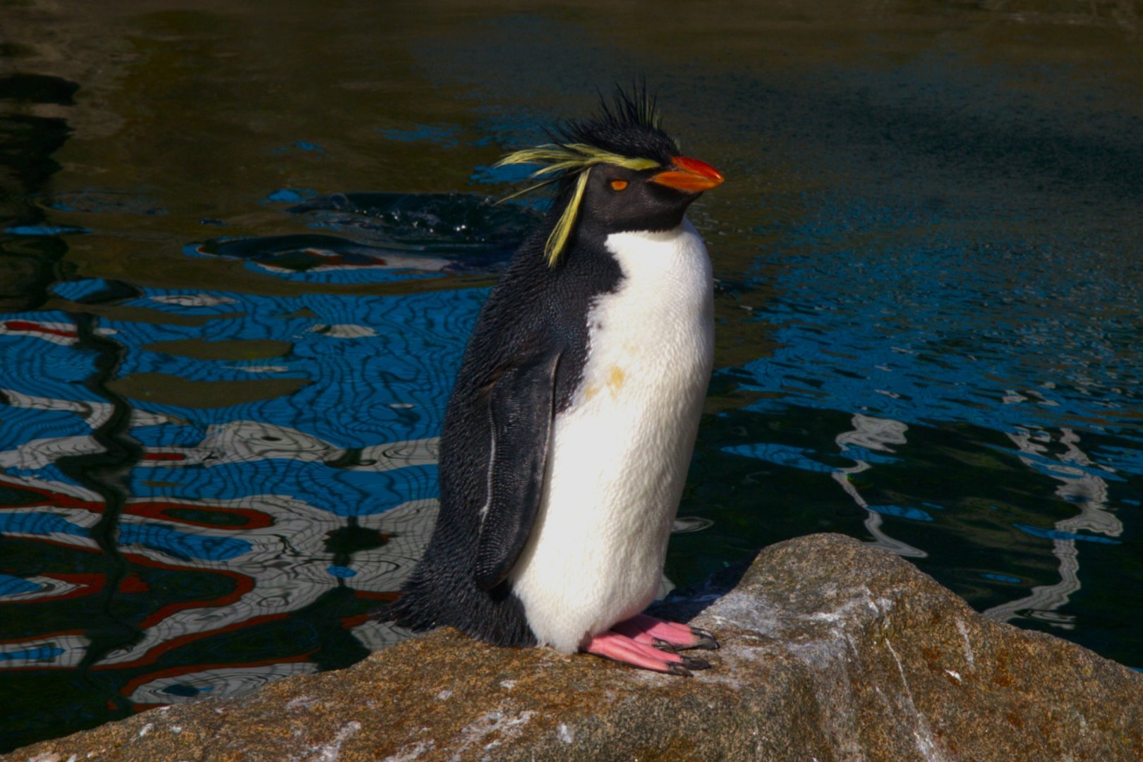 Northern Rockhopper Penguin (Eudyptes moseleyi), 2025-04-09