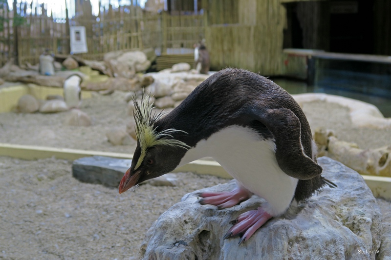 Northern Rockhopper Penguin (Eudyptes moseleyi)