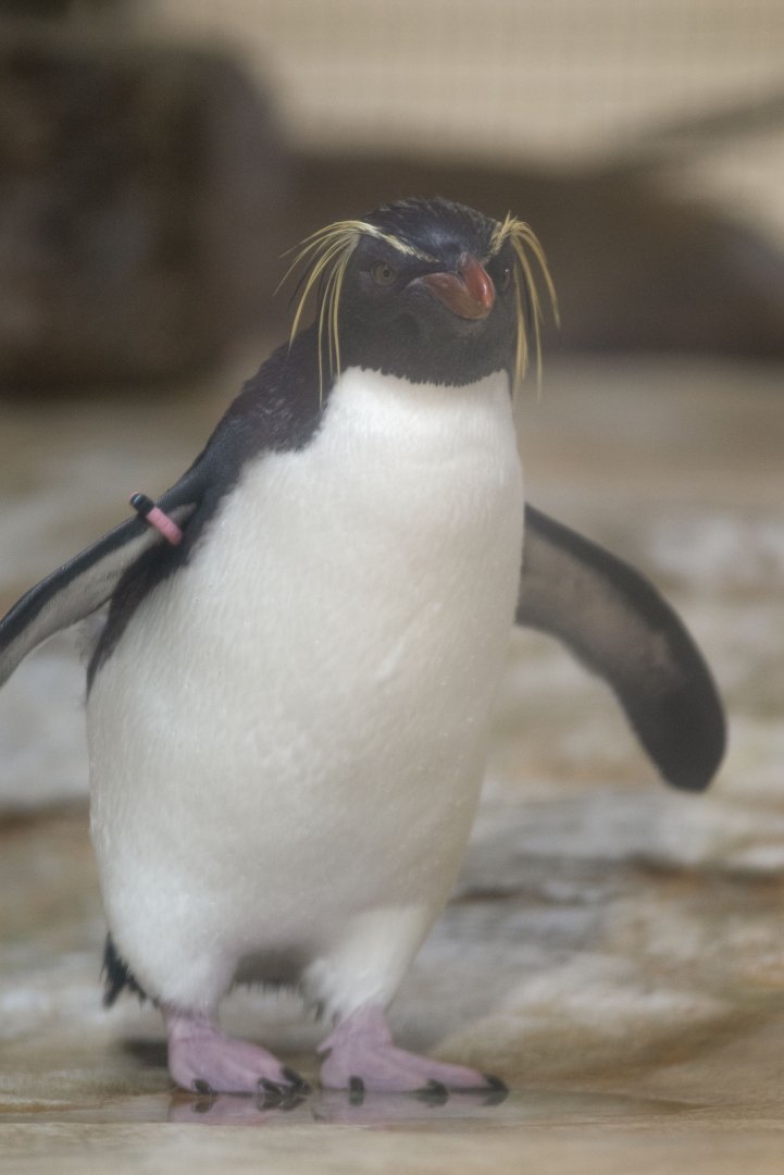 Northern rockhopper penguin (Eudyptes moseleyi)