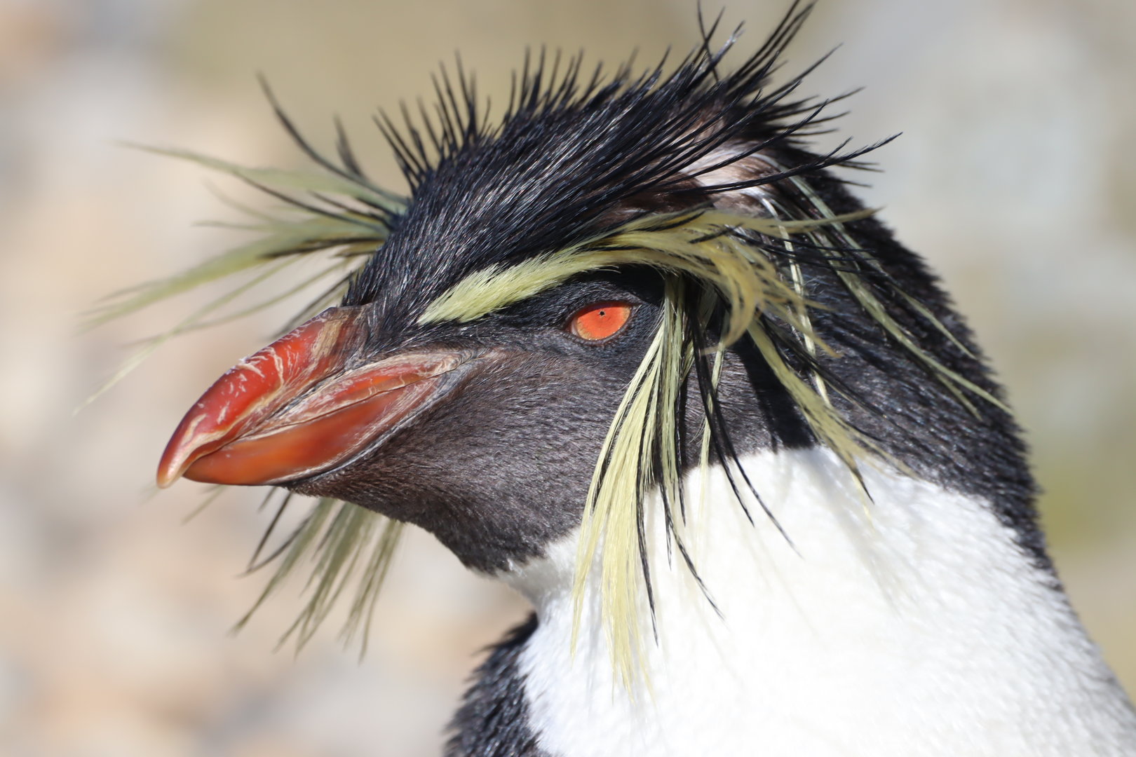 Northern Rockhopper Penguin (Eudyptes moseleyi)