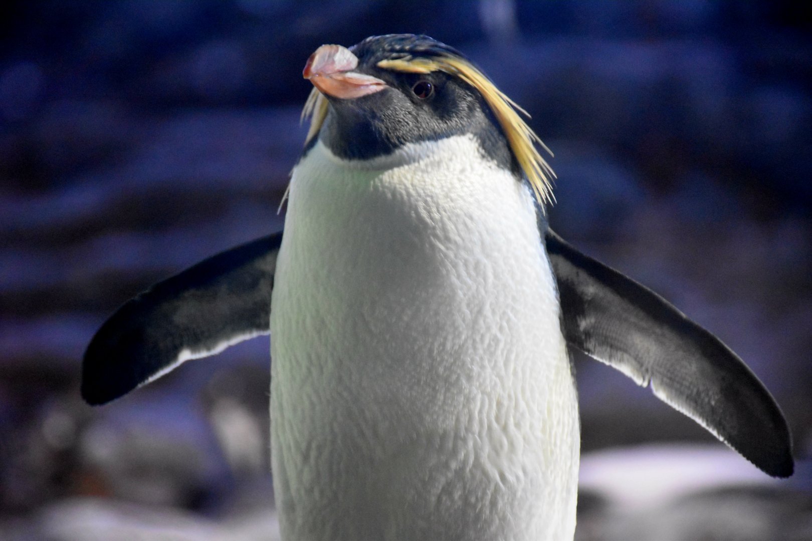 Northern Rockhopper Penguin (Eudyptes moseleyi)