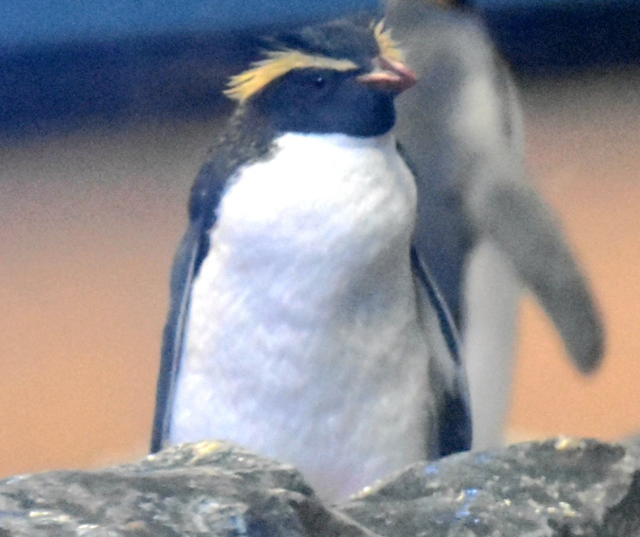 Northern Rockhopper Penguin (Eudyptes moseleyi)