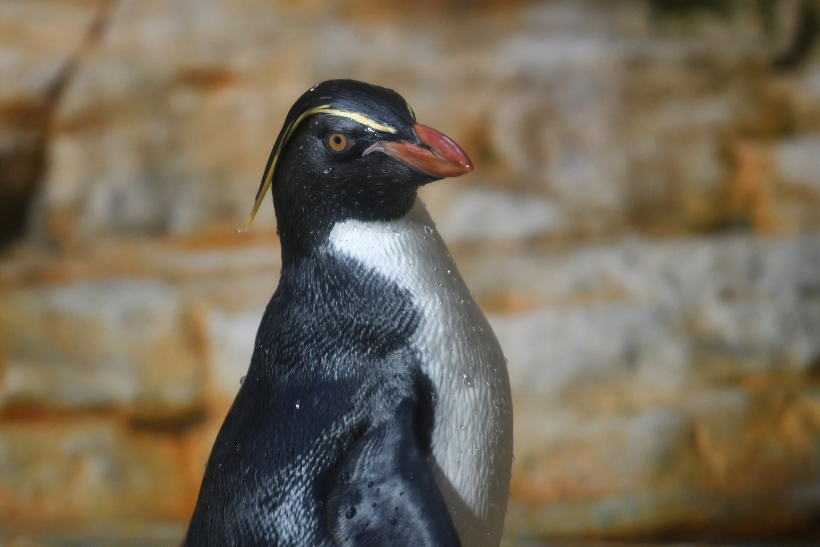 Northern rockhopper penguin (Eudyptes moseleyi)