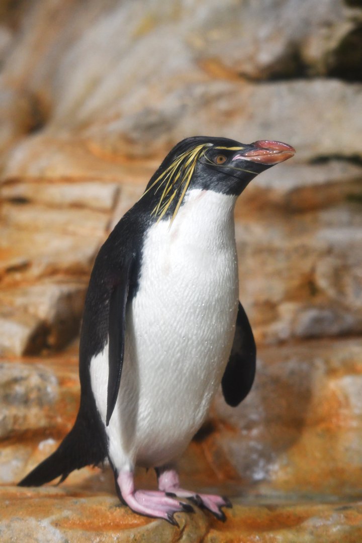 Northern rockhopper penguin (Eudyptes moseleyi)