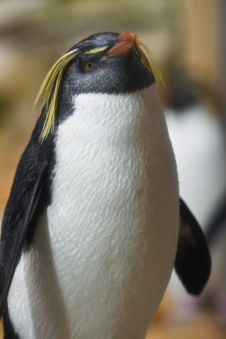 Northern rockhopper penguin (Eudyptes moseleyi)