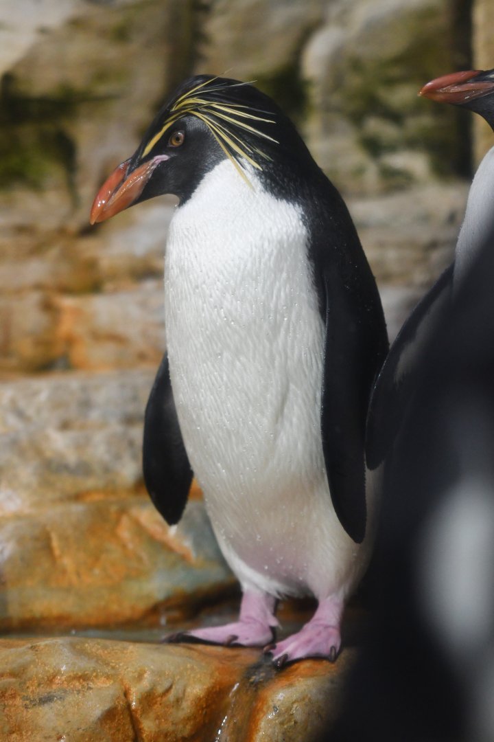 Northern rockhopper penguin (Eudyptes moseleyi)