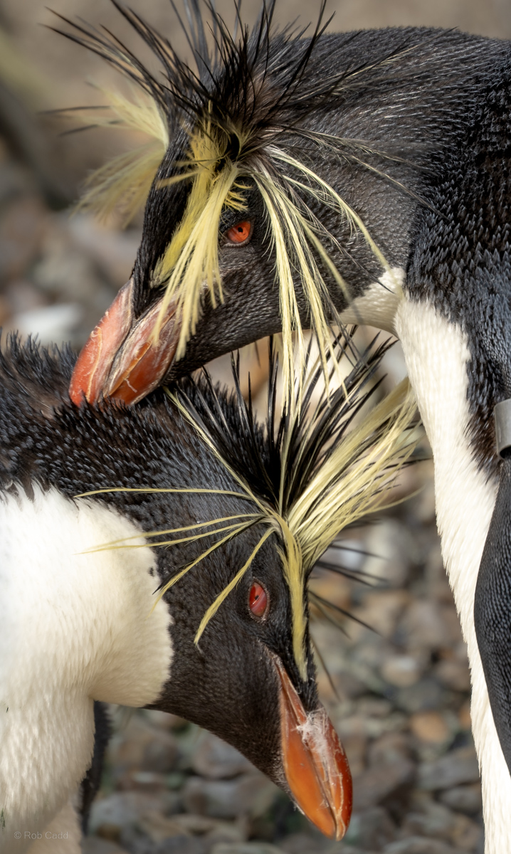 Northern rockhopper penguin : Whipsnade : 22 Mar 2025