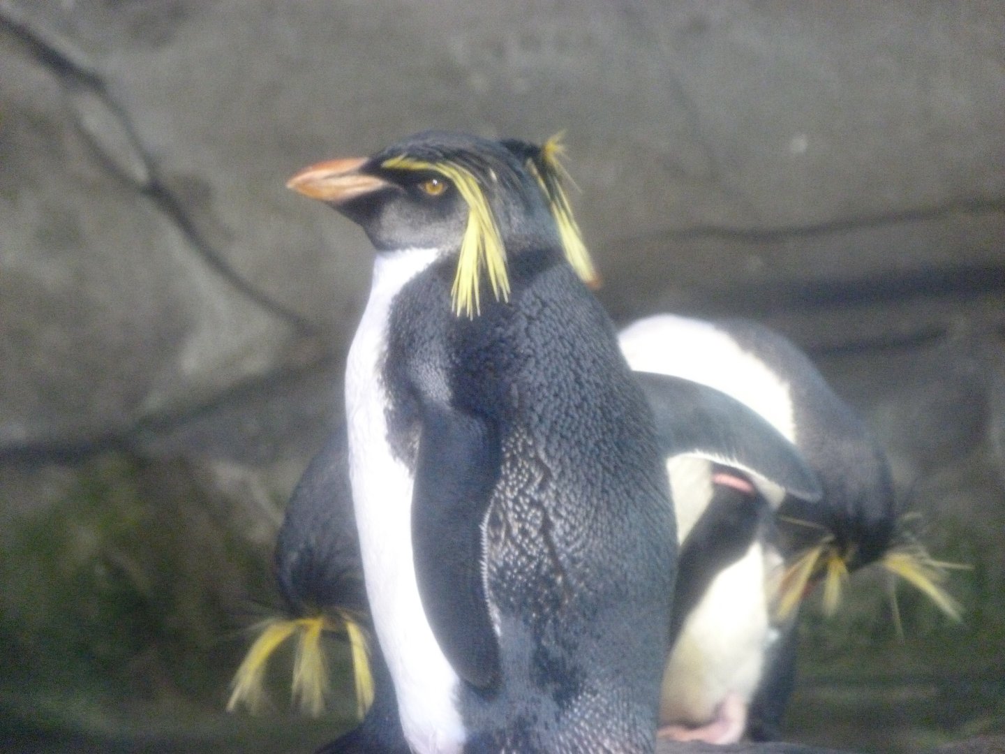 Northern rockhopper penguin -Zoologischer Garten Berlin (2024)