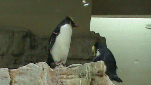 Northern Rockhopper penguin