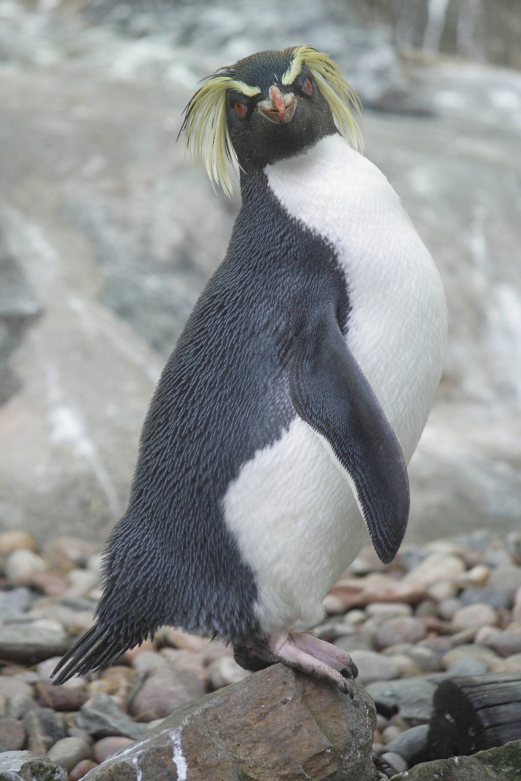 Northern rockhopper penguin