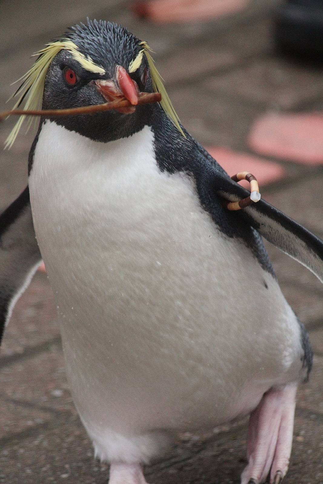 Northern Rockhopper Penguin