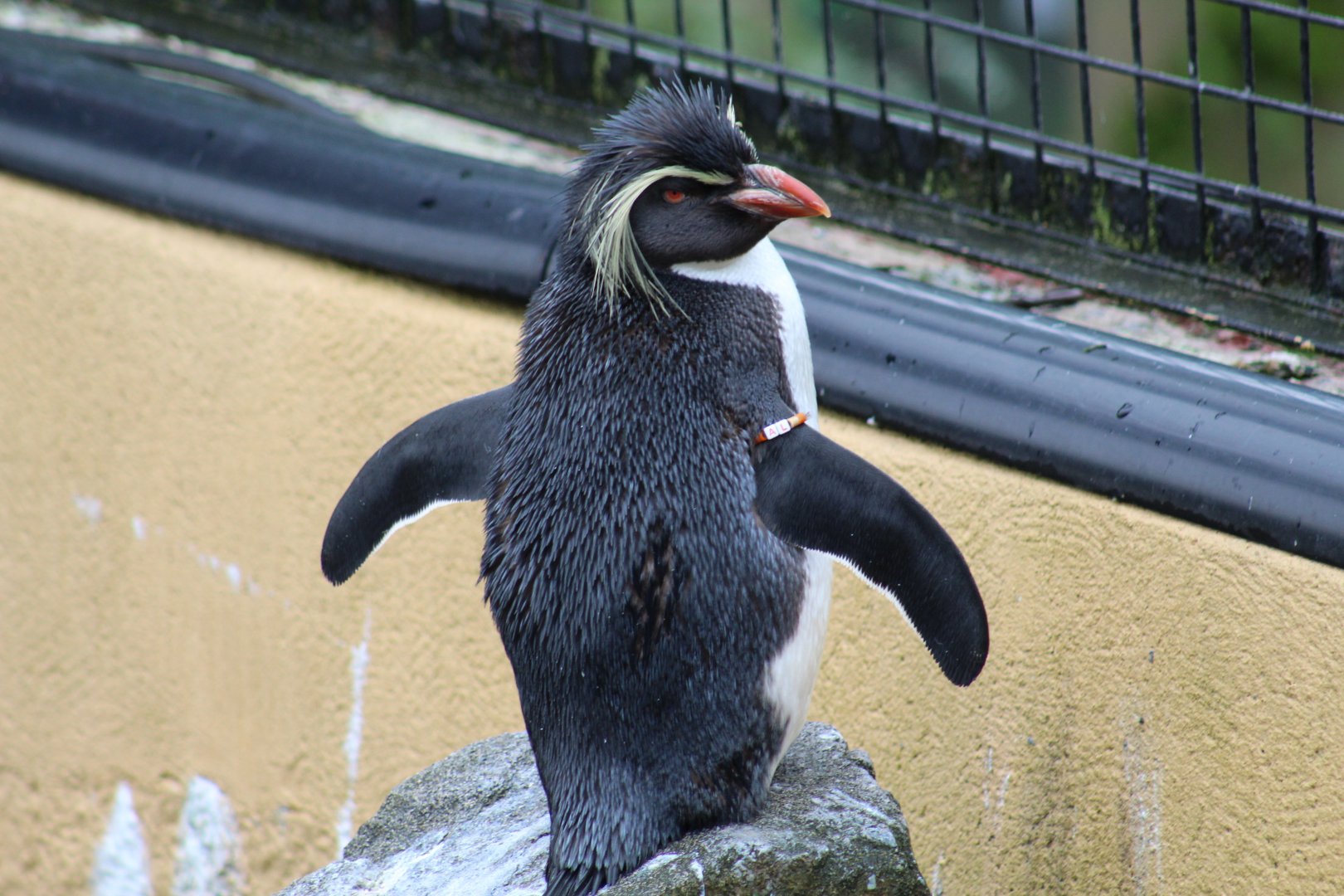Northern Rockhopper Penguin