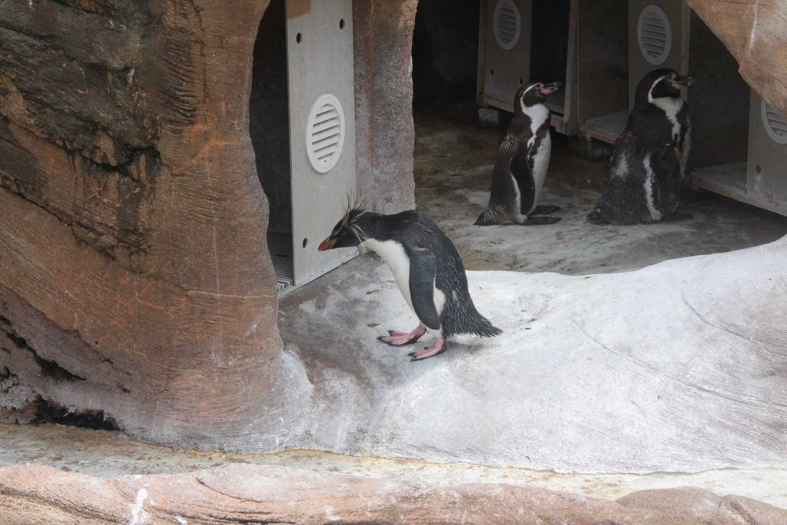 Northern rockhopper penguin