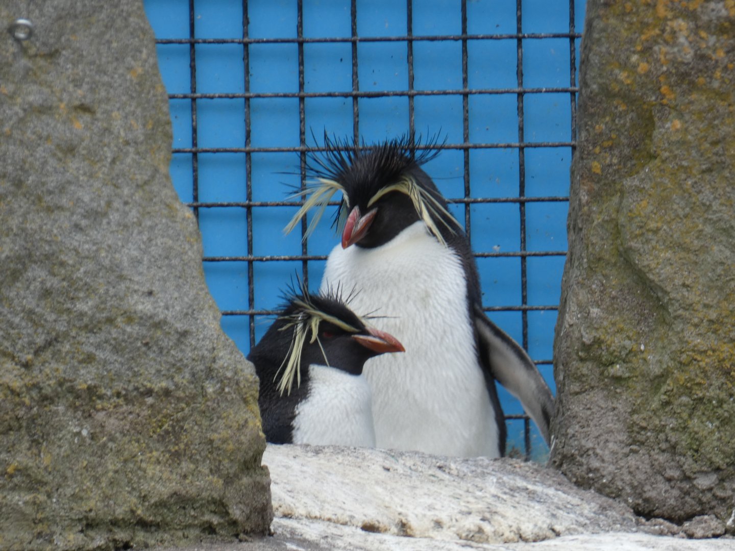 Northern rockhopper penguin