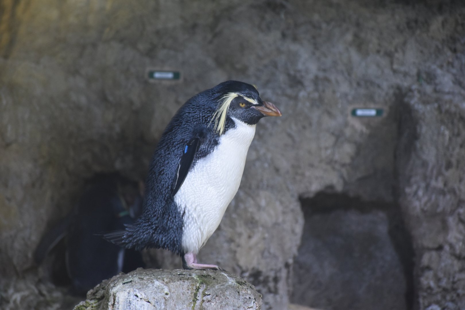 Northern rockhopper penguin