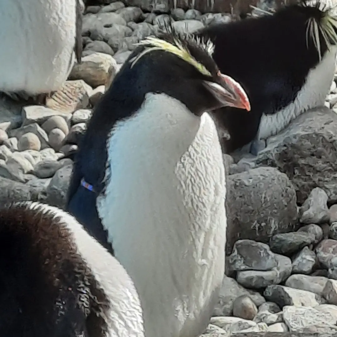 Northern rockhopper penguin