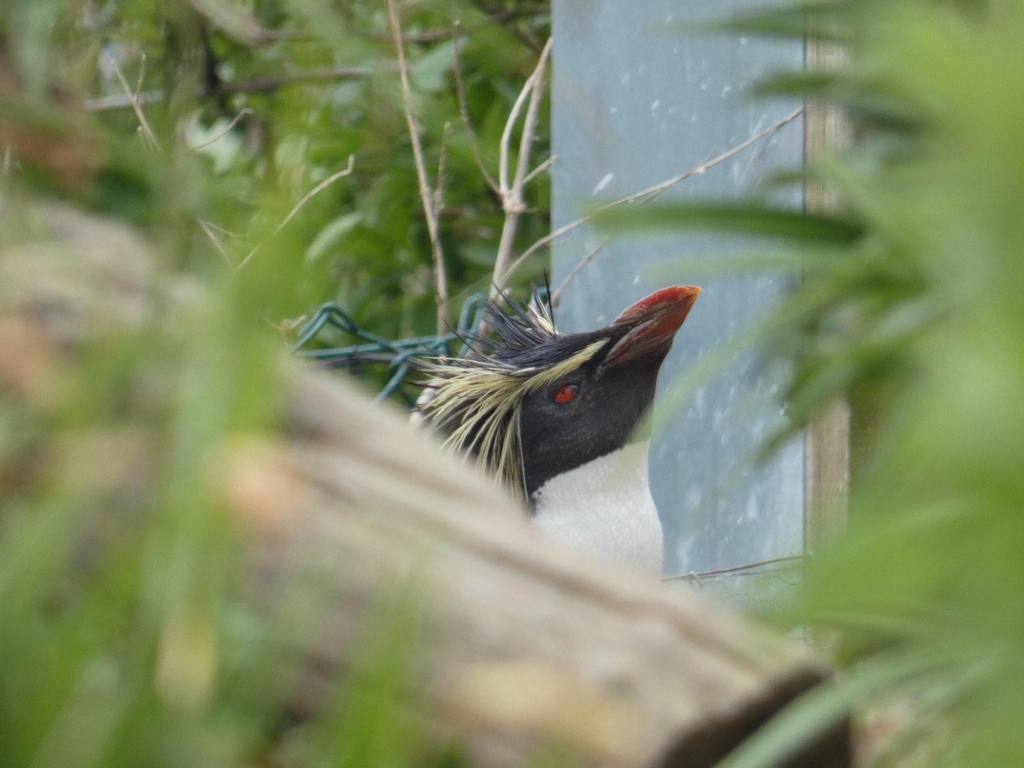 Northern rockhopper penguin