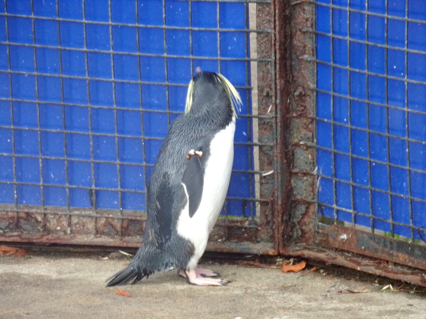 Northern rockhopper penguin