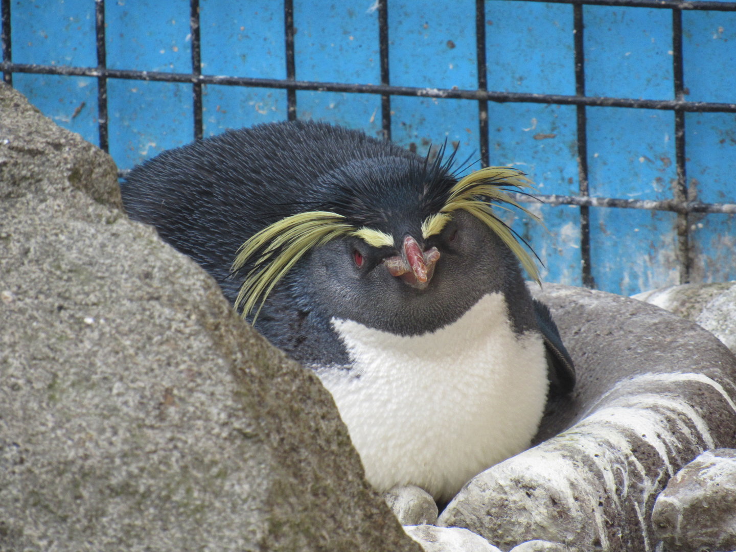 Northern Rockhopper Penguin
