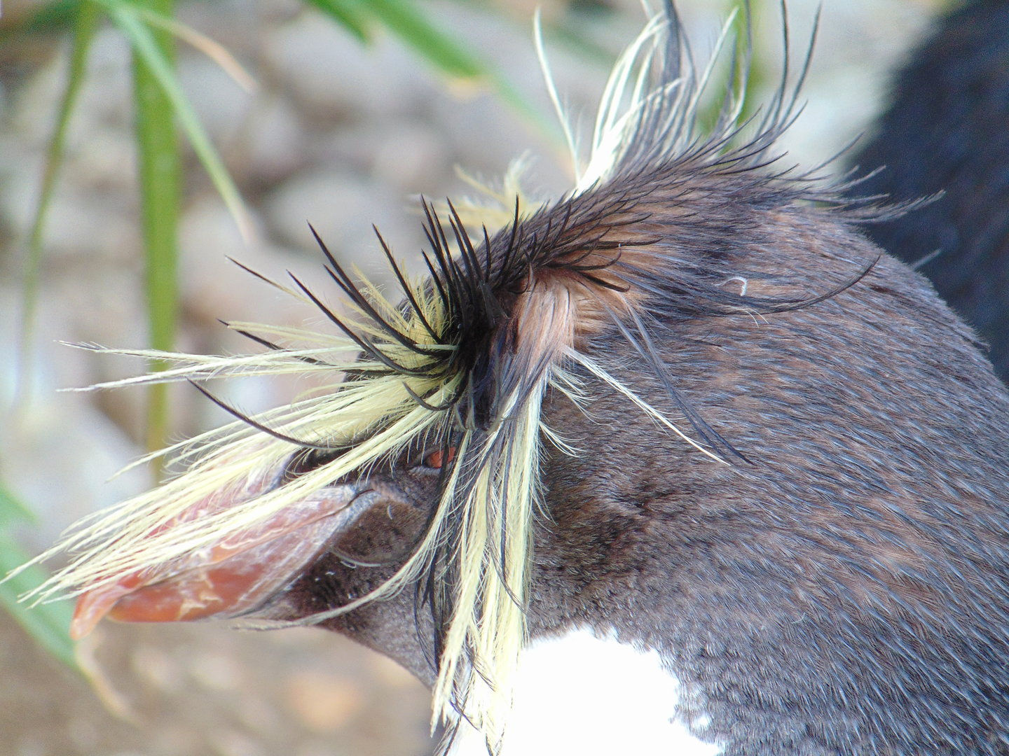 Northern Rockhopper Penguin