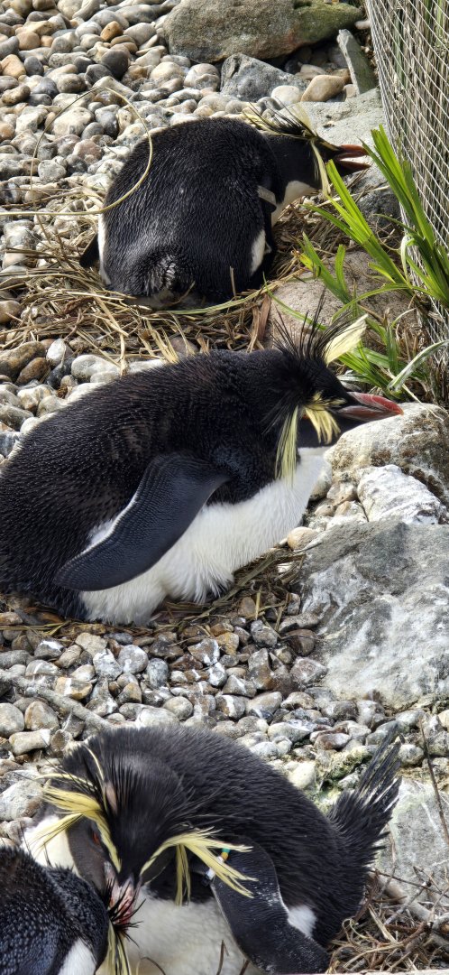 Northern Rockhopper penguin